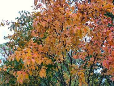 Pseudocydonia sinensis