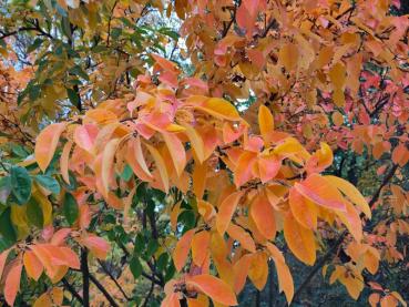 Pseudocydonia sinensis