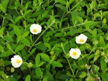 Cistus x obtusifolius