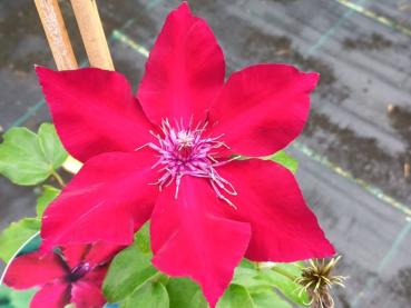 Storblommig klematis Nubia Evipo079 - Clematis Nubia Evipo079