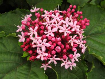 Clerodendrum bungei - Chinesischer Losbaum, Ruhmesblume