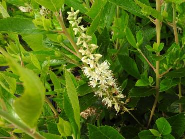 Silberkerzenstrauch Hummingbird - Clethra alnifolia Hummingbird