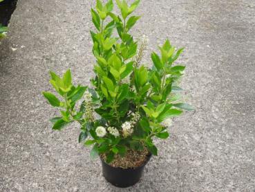Clethra alnifolia Hummingbird - Verkaufsware