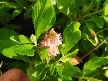 Clethra alnifolia Ruby Spice - Zimterle Ruby Spice