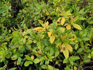 Silberkerzenstrauch - beginnende Herbstfärbung und Fruchtstände