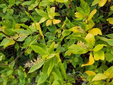 Herbstliche Färbung der Zimterle