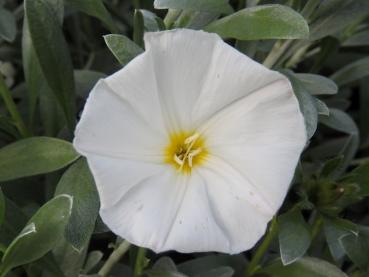 Convolvulus cneorum