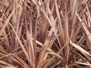 Keulenlilie Red Star - Cordyline australis Red Star