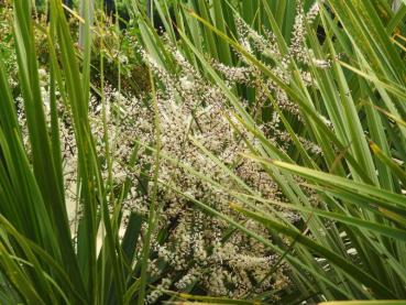 Cordyline australis als weißer Blütentraum
