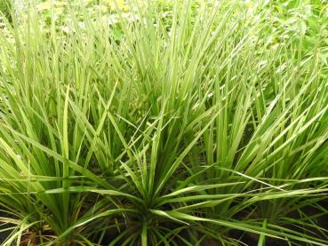 Cordyline australis - Keulenlilie