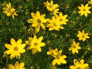 .Coreopsis verticillata Zagreb