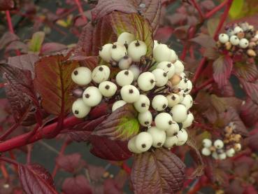 Hartriegel Siberian Pearls - rote Blätter und weiße Beeren