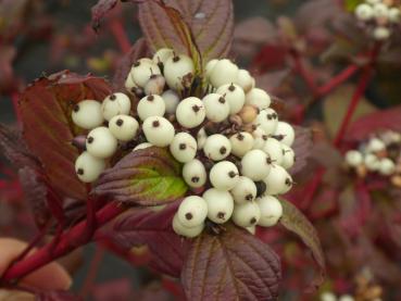 Weiße Früchte des Hartriegels Siberian Pearls im Oktober