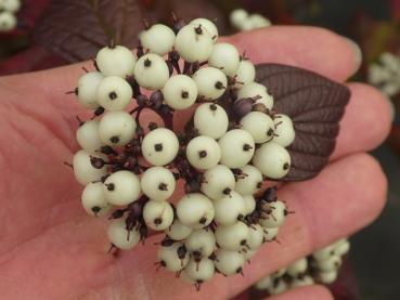 Zierende weiße Beeren des Hartriegels Siberian Pearls