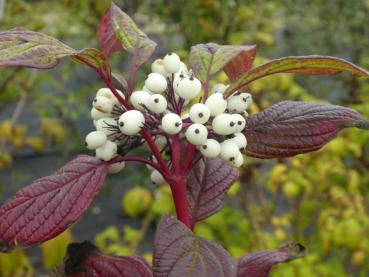 Hübsches rotes Herbstlaub des Hartriegels Siberian Pearls