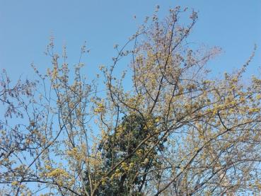 Japanische Kornelkirsche - gelbblühender Kleinbaum