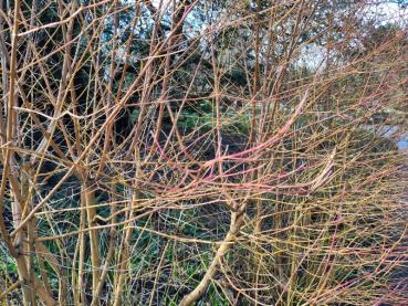 Gelbrote Triebe des Gelbrindigen Hartriegels im Winter