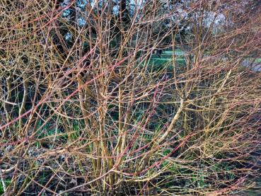 Gelbholz-Hartriegel mit bunten Trieben im Winter