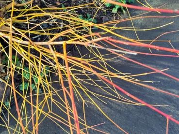 Bunte Triebe des Cornus sericea Flaviramea