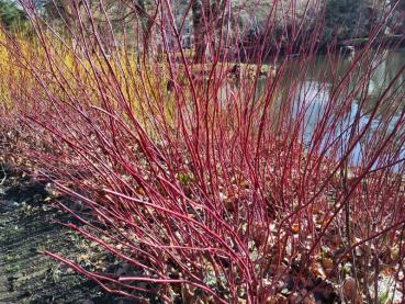Buntrindige Hartriegel im winterlichen Garten