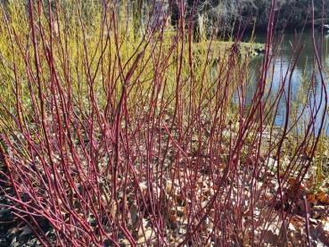 Rote Triebe des Purpur-Hartriegels Sibirica im Winter
