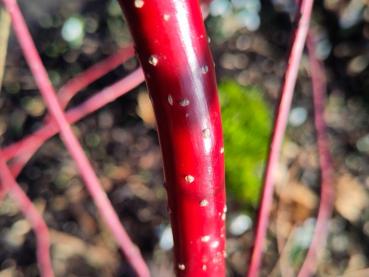 Cornus alba Sibirica mit roter Rinde
