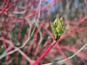 Austrieb des rotrindigen Hartriegels im März