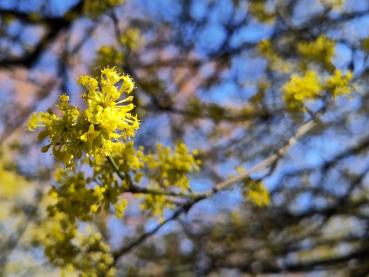 Gelbe Blüten der Kornelkirsche