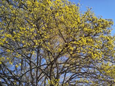 Die Japanische Kornelkirsche blüht im frühen Frühjahr.