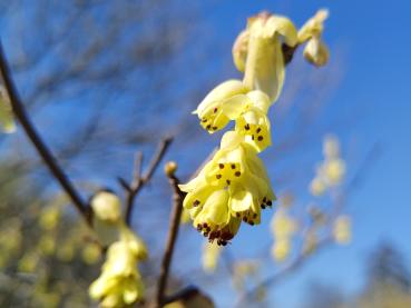 Niedrige Scheinhasel mit hübschen gelben Blüten