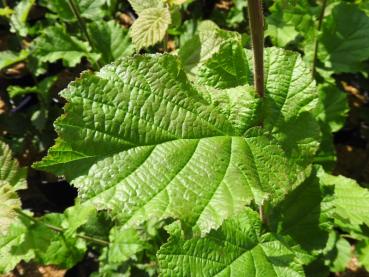 Corylus avellana Hallesche Riesennuss - Haselnuss Hallesche Riesennuss