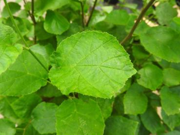 Hassel - Corylus avellana - Kopie