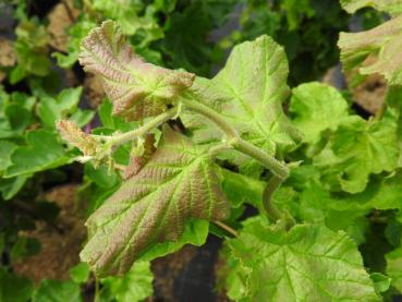 Corylus avellana Twister