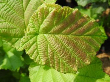 Corylus sieboldiana var. mandshurica - Näbbhassel