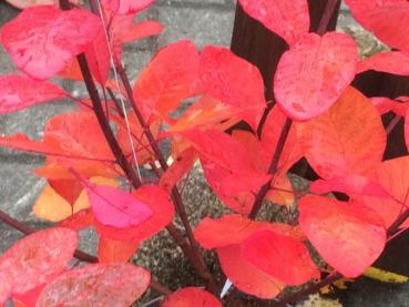 Leuchtend orange-rote Herbstfarben des Cotinus Grace