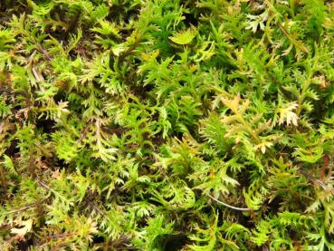 .Cotula squalida