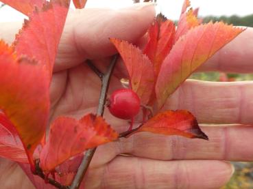 Rotes Herbstlaub des Hahnendorn