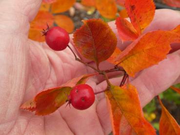 Bunte Herbstfärbung des Hahnendorns