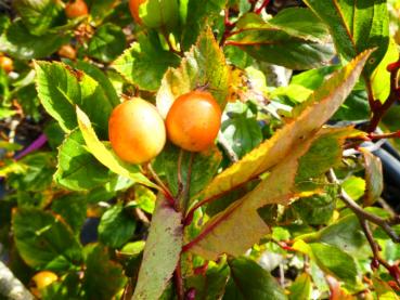 Unreife Früchte des Apfeldorns