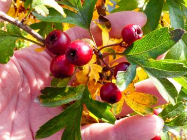 Der chinesische Weißdorn im Herbst