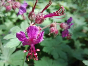 Rotviolette Blüte des Balkan-Storchschnabels Czakor