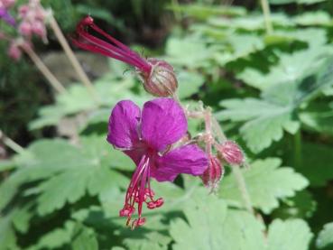 .Geranium macrorrhizum Czakor - Balkan-Storchschnabel Czakor