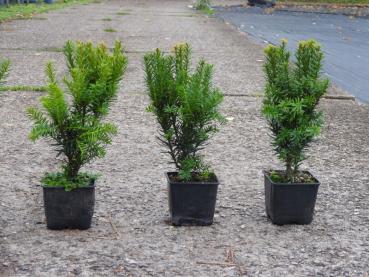 Taxus cuspidata Lescow - Zwerg-Eibe Lescow