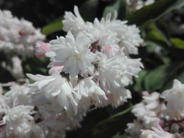 Weißblühender Zierstrauch - Hoher Maiblumenstrauch