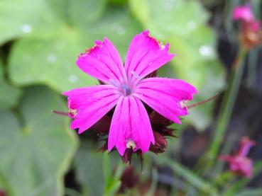 .Dianthus deltoides Leuchtfunk - Heidenelke Leuchtfunk