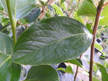 Diospyros kaki Kubo - Kakibaum Kubo