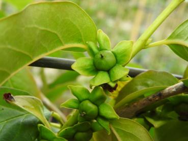 Diospyros lotus - Lotuspflaume, Dattelpflaume