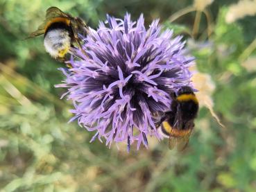Blå bolltistel, Echinops ritro