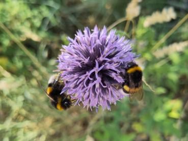 Blå bolltistel, Echinops ritro