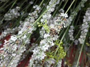 Biene auf dem Weißen Lavendel